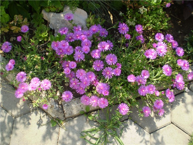 delosperma